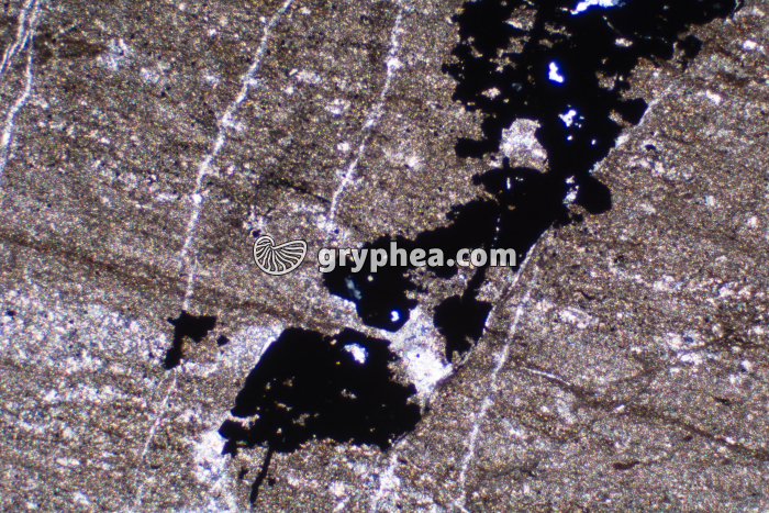 Schiste bitumineux LPA x25 - gryphea.org